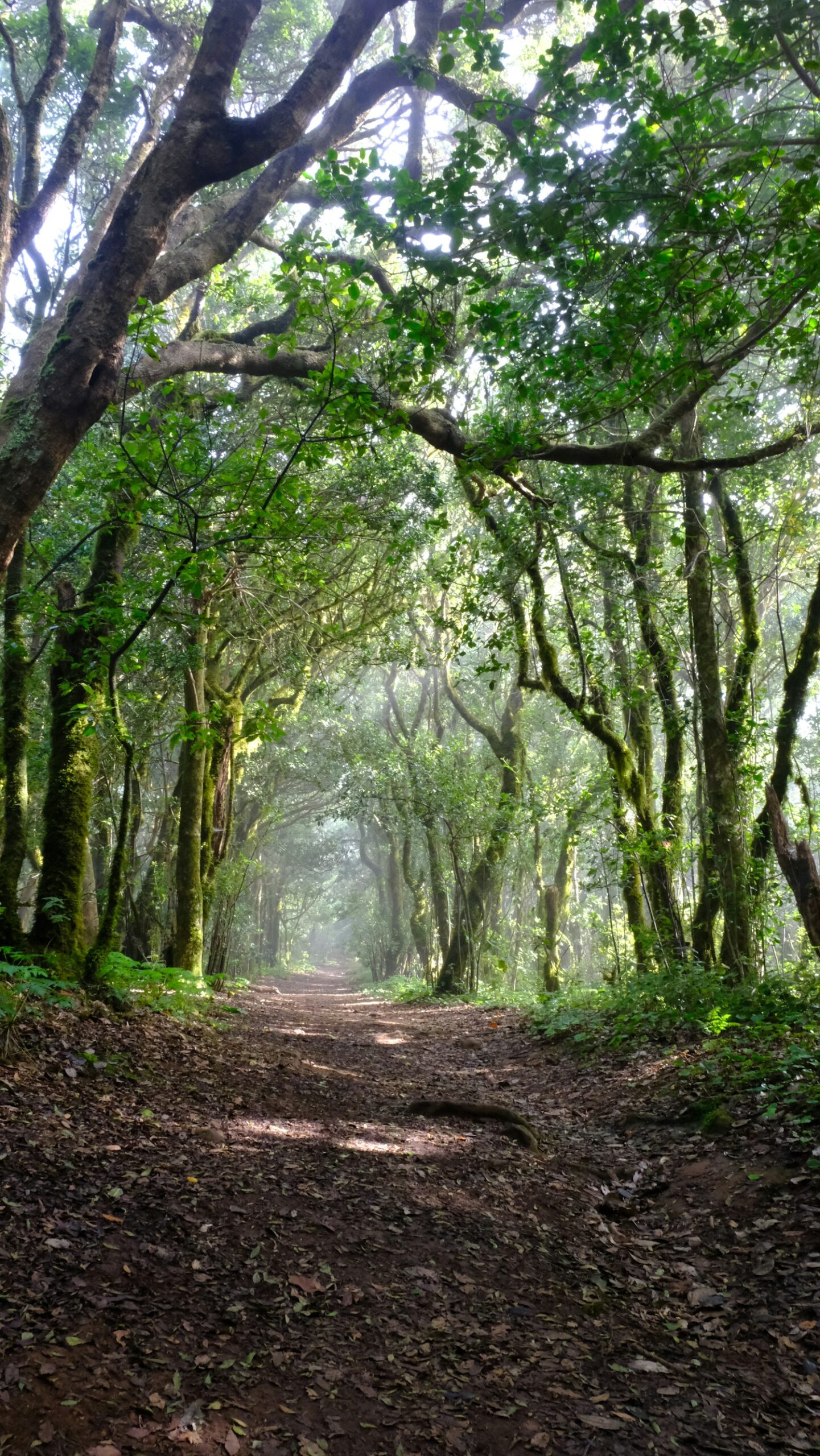 Sendero en el bosque de Anaga en Tenerife